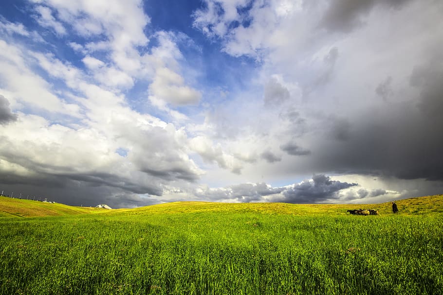 green grass field, landscape, nature, spring, omar alnahi, cloud - sky, HD wallpaper