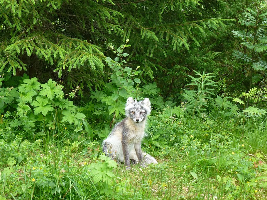 gray fox in forest, Foxes, Silver Fox, Predators, kjøttspiser HD wallpaper