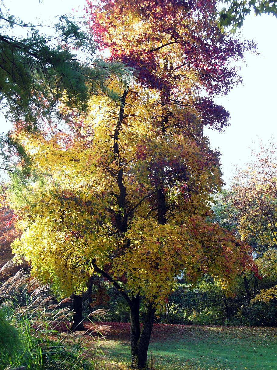 maple, autumn, landscape, mood, fall color, emerge, colorful HD wallpaper