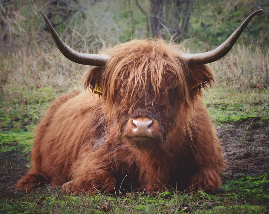 photo of brown yak on grass field, highland, cow, cattle, calf, HD wallpaper