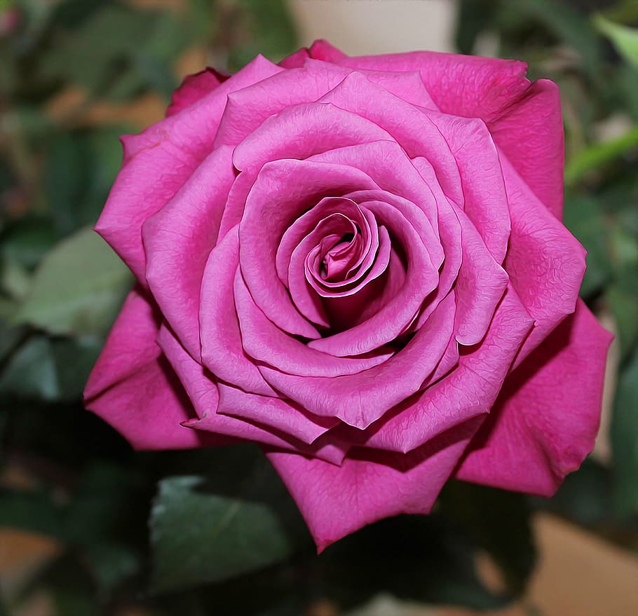 shallow focus photography of pink rose, red, red rose, background HD wallpaper