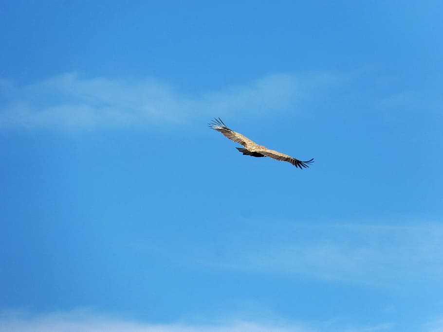 Vulture, Clouds, Fly, Concepts, sky, dom, symbol, flying, cloud - sky HD wallpaper