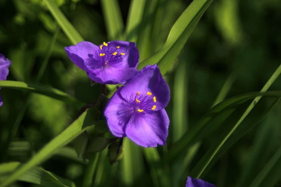 often delivered with, irises, flowers, purple, of plants, spring, HD wallpaper