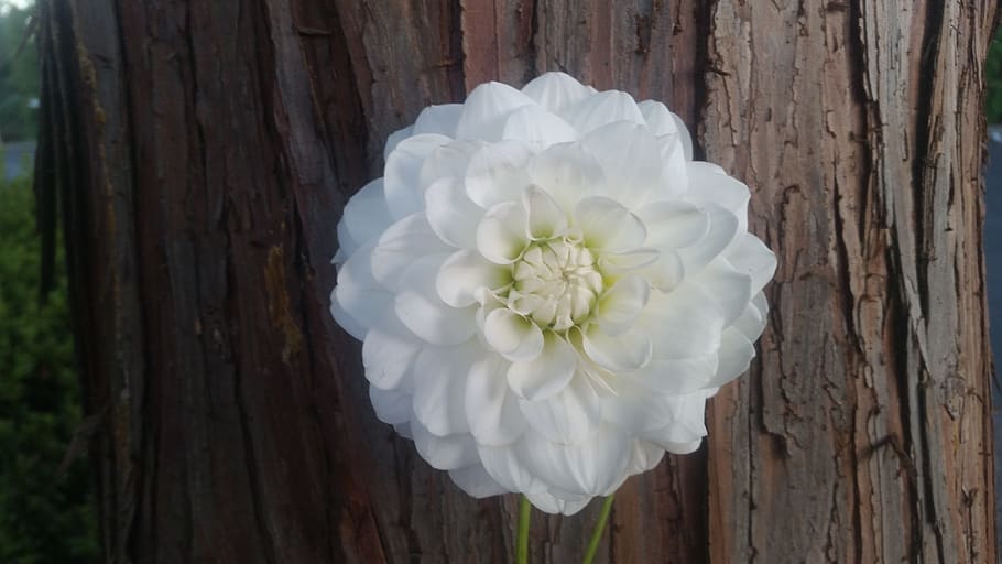 white, flower, tree, ruff, background, plant, white color, flowering plant HD wallpaper