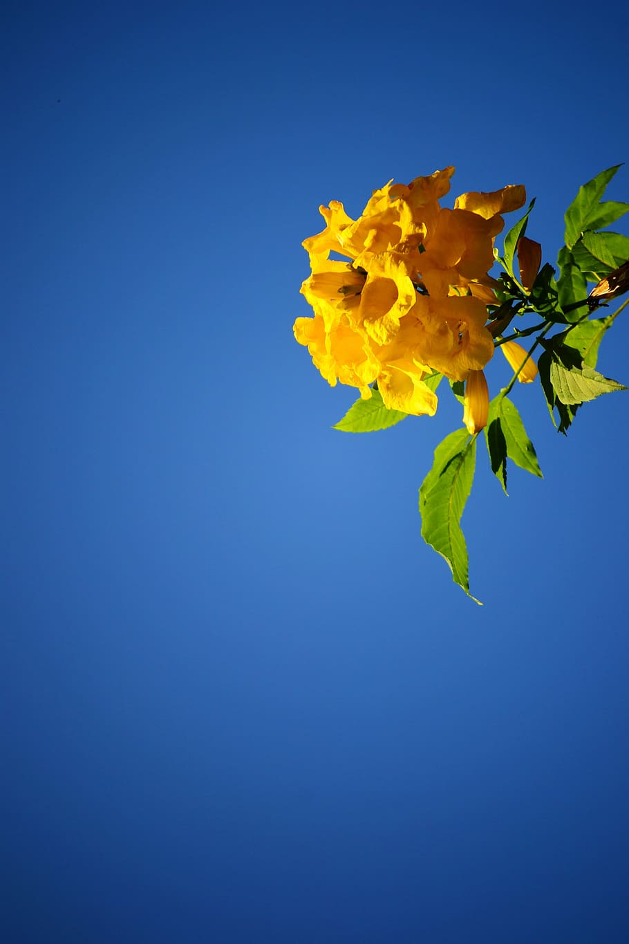 Yellow, Flower, Blossom, Blue Sky, Plant, yellow flower, sri lanka, HD wallpaper