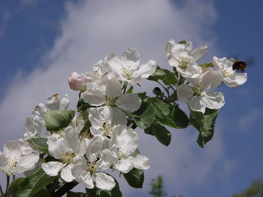 apple tree, flower, sky, branch, apple blossom, insect, bumble-bee HD wallpaper