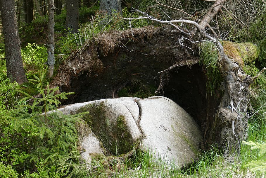 rock, tree, root, forest, overturned, plant, nature, land, beauty in nature HD wallpaper