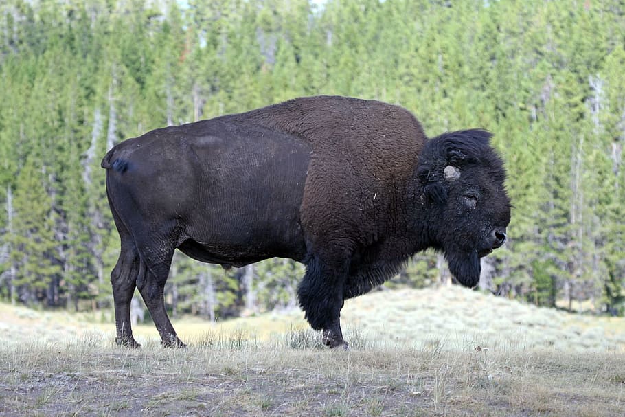 Bison, Yellowstone, America, Nature, holiday, animal, wild, HD wallpaper