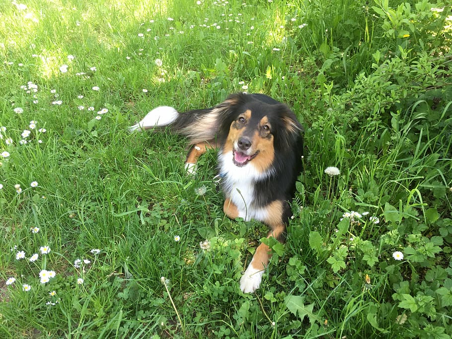dog, pet, joy, pets, grass, animal, cute, outdoors, purebred Dog HD wallpaper