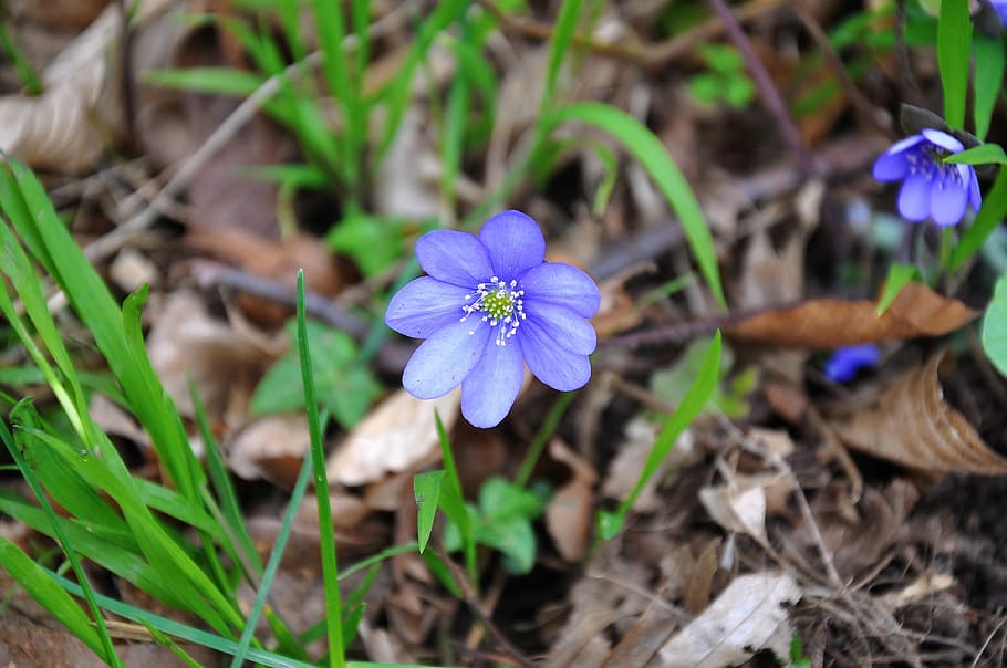 Hepatica Nobilis, Spring, blue, flower, nature, growth, purple HD wallpaper