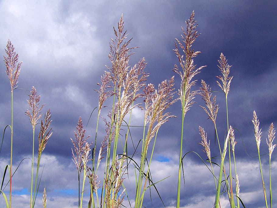 grass, tall, clouds, sky, landscape, meadow, park, cloudy, cloudiness HD wallpaper