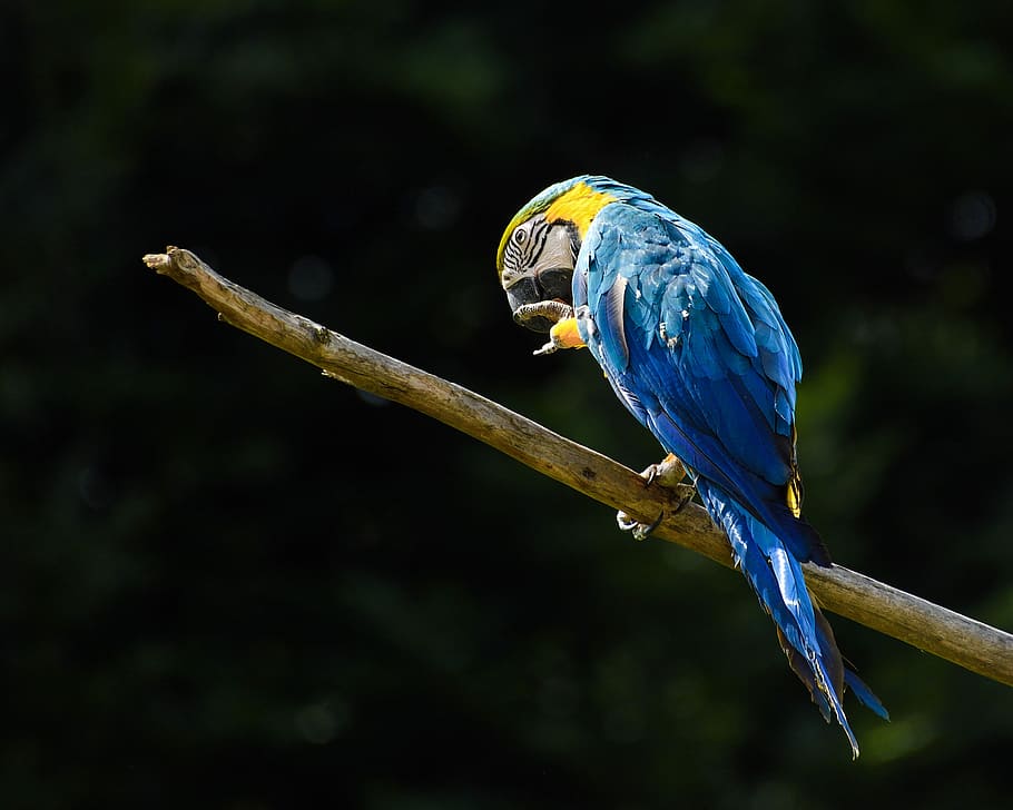 blue macaw perching on branch, parrot, ara, bird, animal, vertebrate HD wallpaper
