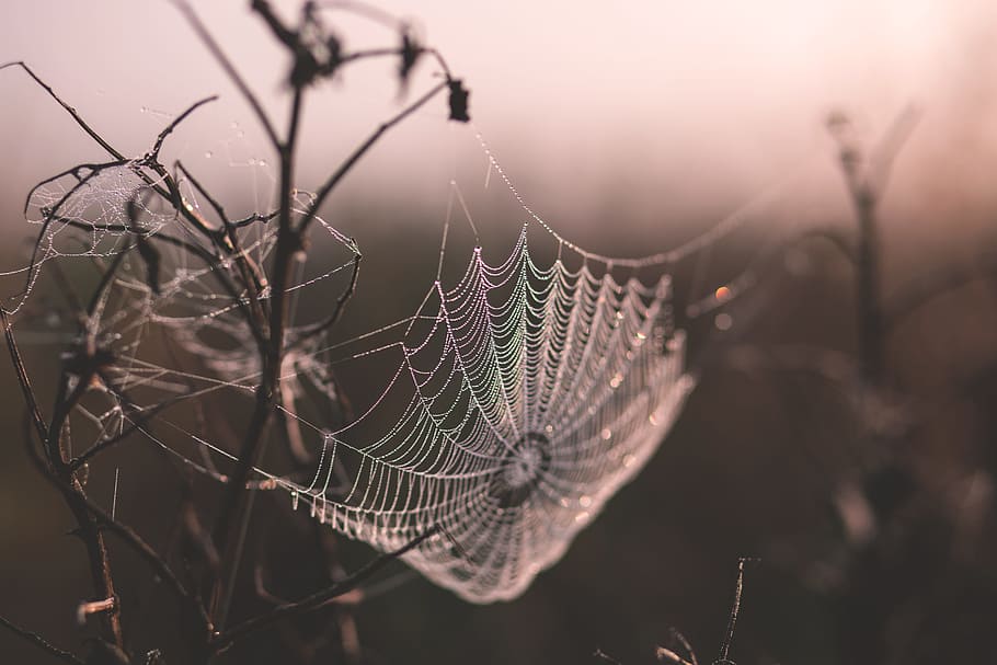 macro shot of spider web, selective focus photography of spider web HD wallpaper