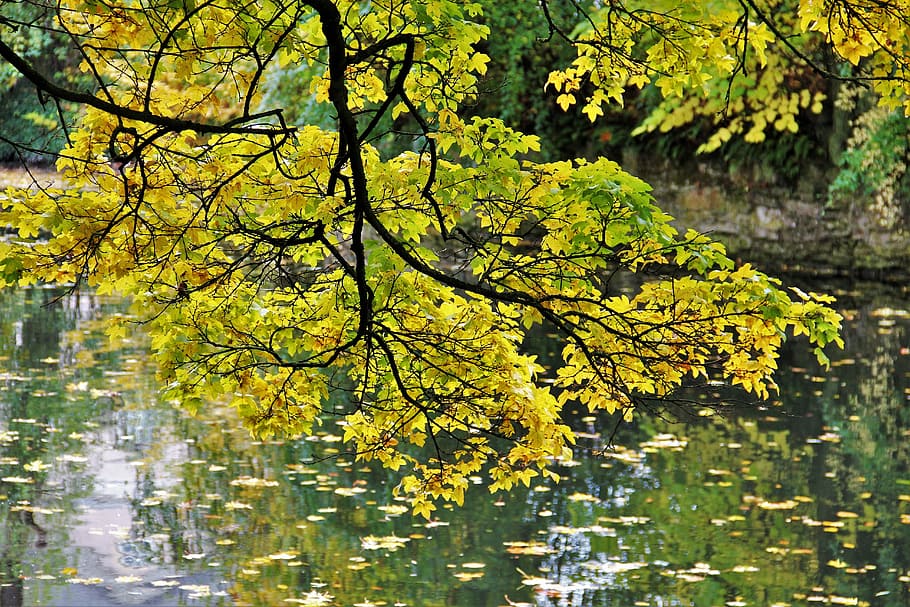 Hd Wallpaper Golden October Autumn Idyll Fall Foliage Tree River