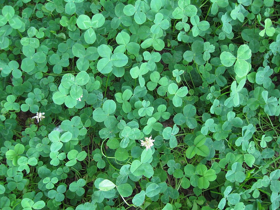 photo of green leaf plants, clover, nature, foliage, structure HD wallpaper