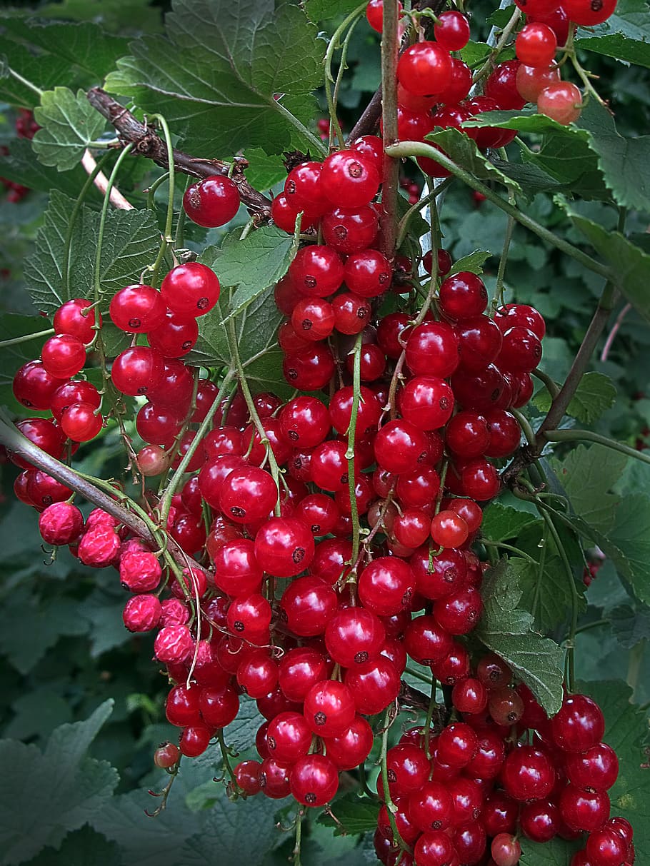 currants, berries, red, fruit, fruits, garden, soft fruit, delicious HD wallpaper