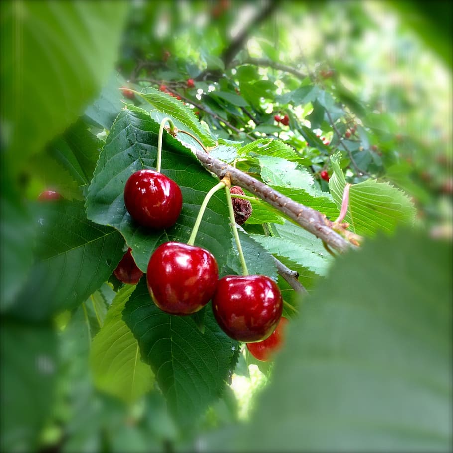 cherries, red, cherry, nature, summer, fruits, vitamins, food HD wallpaper
