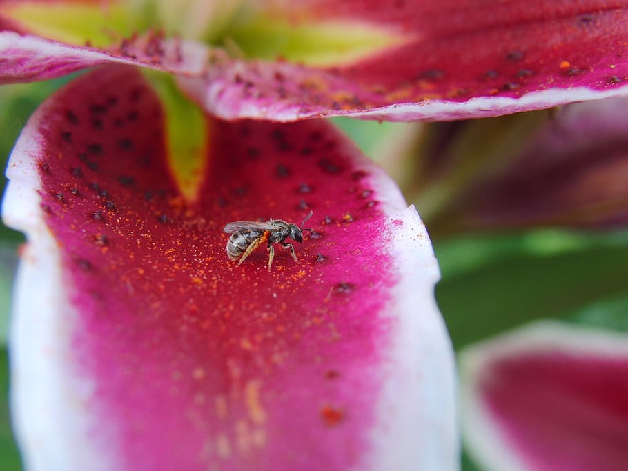 lily, flower, small bee, summer, nature, plant, floral, green HD wallpaper