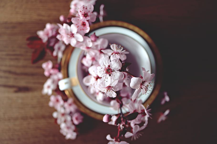 Cherry blossom flowers on table, various, pink Color, elegance, HD wallpaper