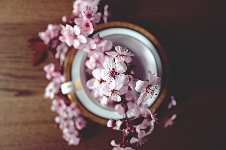 Cherry blossom flowers on table, various, pink Color, elegance HD wallpaper