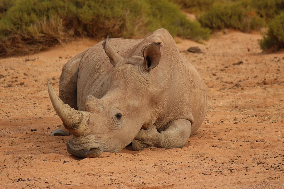 South Africa, Rhino, Rest, Body Kits, big five, animal, safari Animals, HD wallpaper