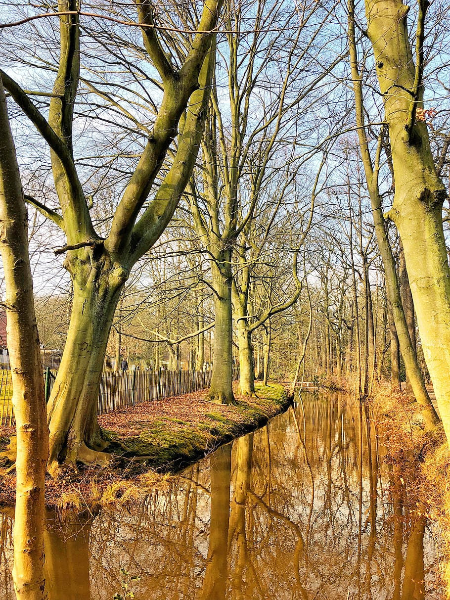 wood, tree, nature, fall, landscape, plant, forest, beauty in nature HD wallpaper