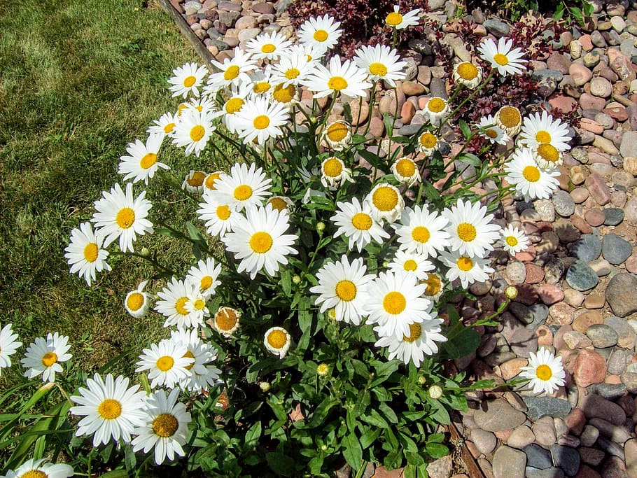 chamomile, journey, flowers, nature, daisy, summer, plant, yellow HD wallpaper