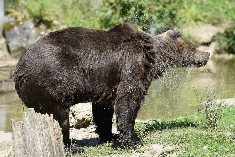 Brown Bear, Shake, Water, water splashes, animal wildlife, one animal HD wallpaper