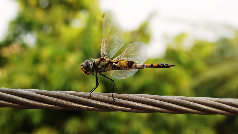 insect, bug, flight, wings, animal themes, invertebrate, one animal HD wallpaper