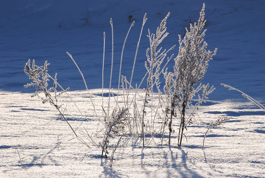 Snow, Cold, Winter, nature, cold temperature, outdoors, blue HD wallpaper