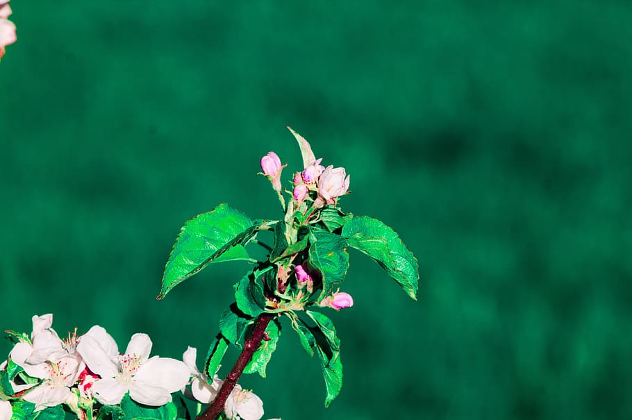 flower, apple, green, spring, nature, fruit tree, plant, leaf HD wallpaper