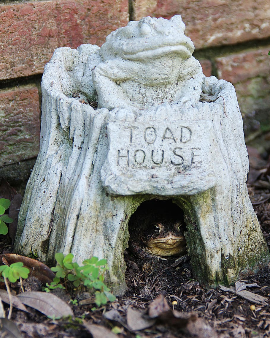 Green, Toad, House, Garden, Frog, toad house, amphibian, animal HD wallpaper
