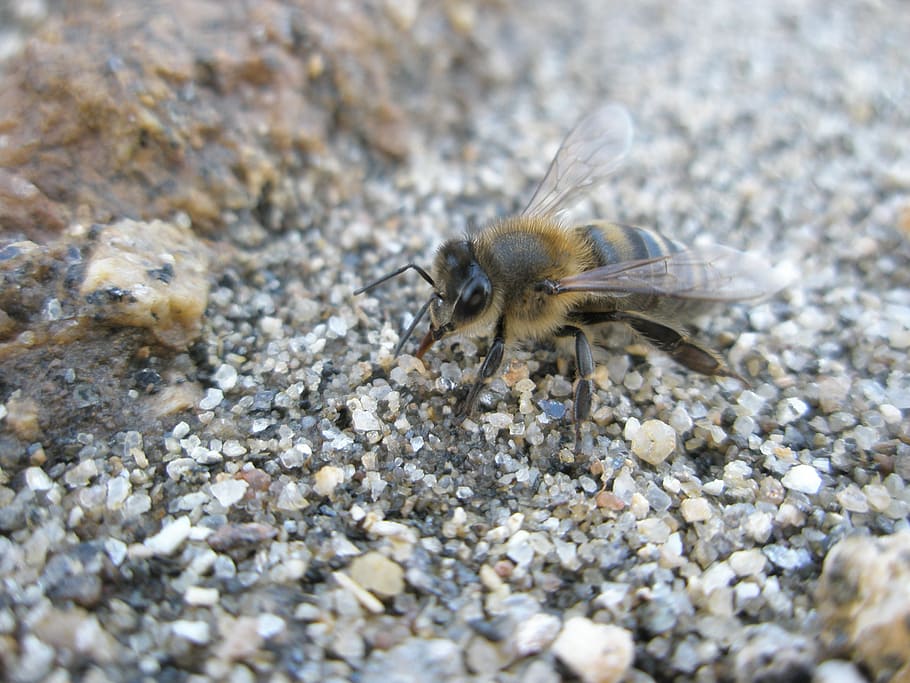 bee, bees, insects, animal, one animal, animal wildlife, animals in the wild HD wallpaper