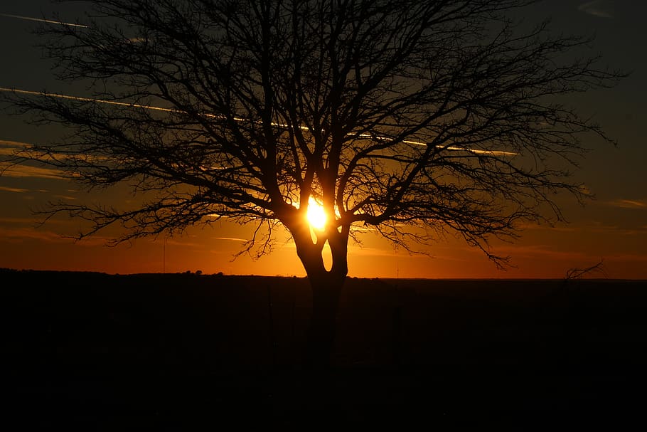 sunset, dawn, dusk, evening, tree, silhouette, panoramic, sky HD wallpaper