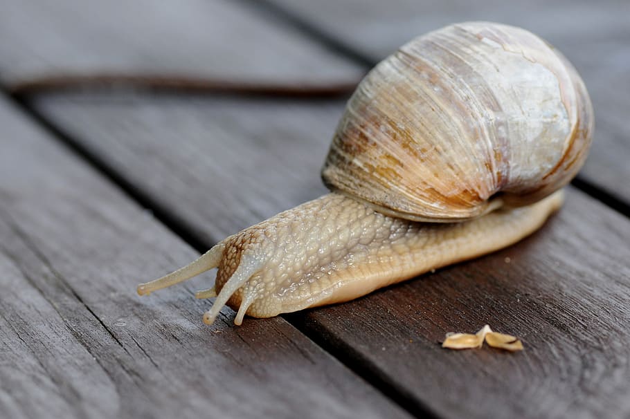 snail, shell, slowly, mollusk, nature, wood - material, close-up HD wallpaper