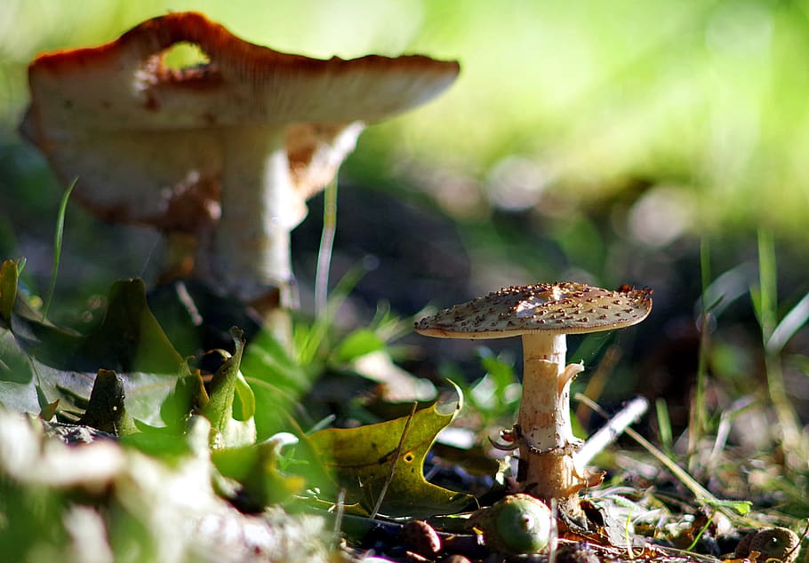 mushrooms, toadstools, forest, undergrowth, foliage, grass HD wallpaper