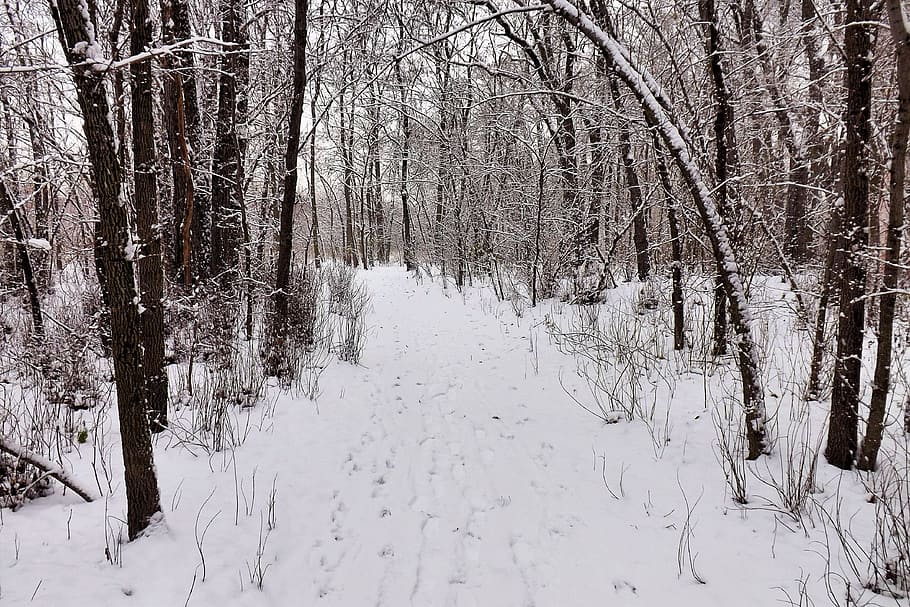 Winter, Twilight, Dark, Snow, Cold, grey, nature, wintry, winter impressions HD wallpaper