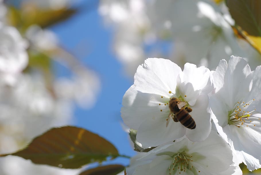 bee, cherry blossom, honey bee, nectar, flower, nature, season HD wallpaper