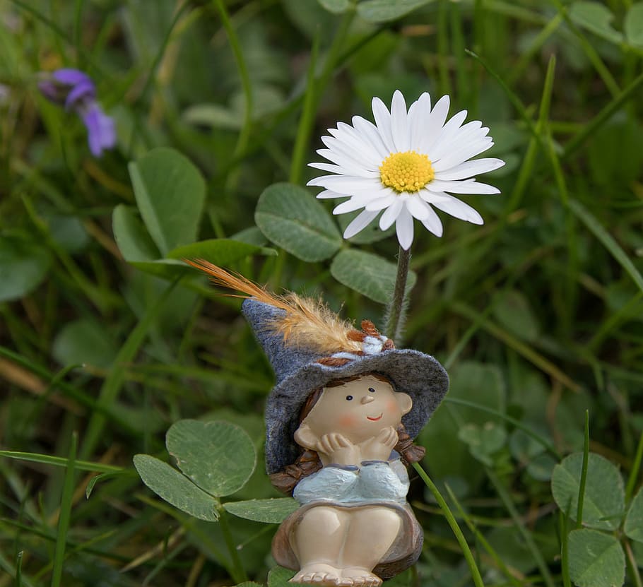 daisy, figure, spring, meadow, flower, plant, flowering plant HD wallpaper