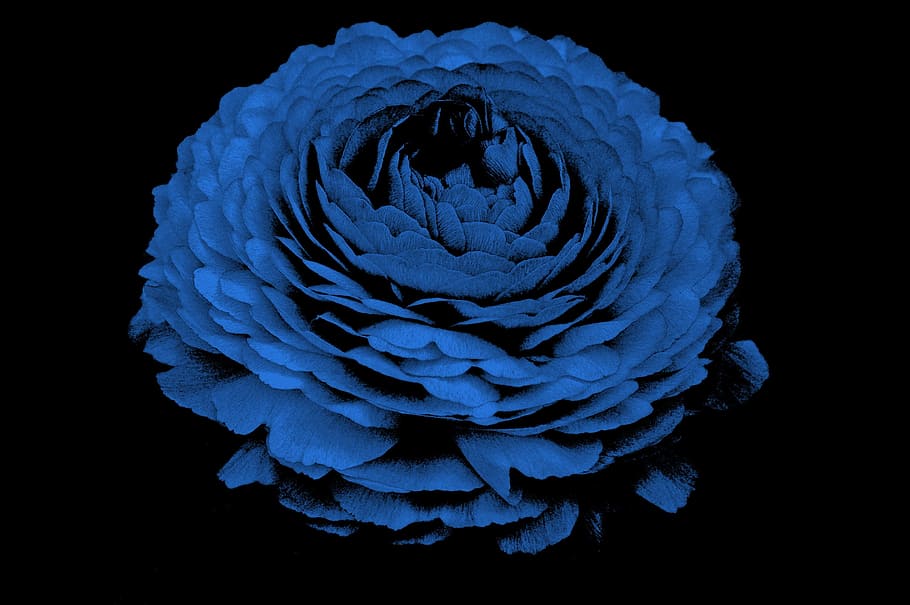 Blue Rose 4k HD Wallpapers  Wallpaper Cave