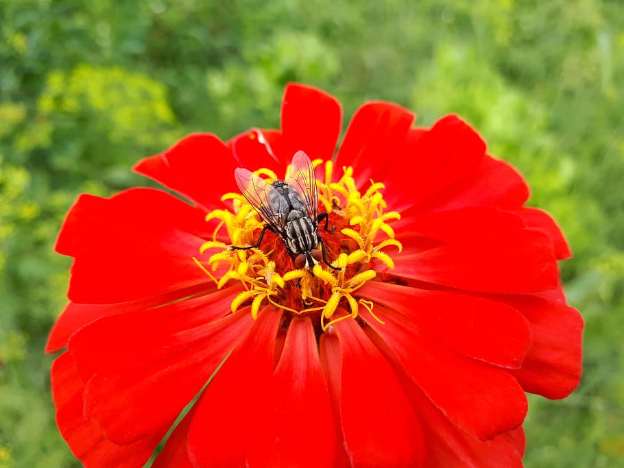 fly, flower, red, summer, macro, tsiniya, flowering plant, petal HD wallpaper