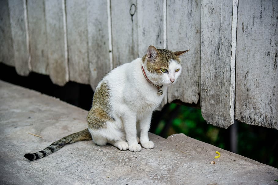 cat, temple cat, cute, persistent, petite, mammal, animal themes HD wallpaper