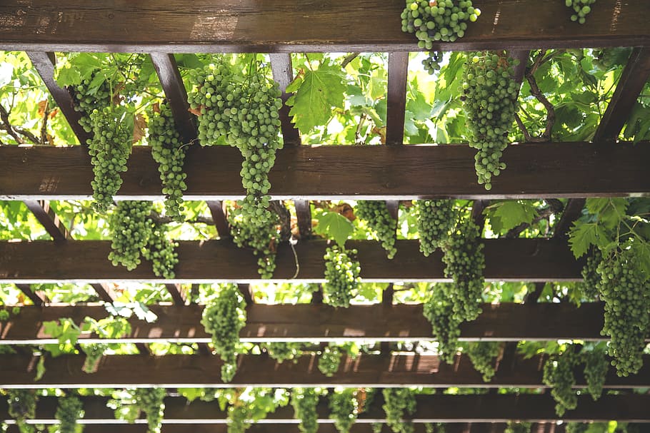 green grapes hanging on brown wooden arboire, green grapes, floor HD wallpaper
