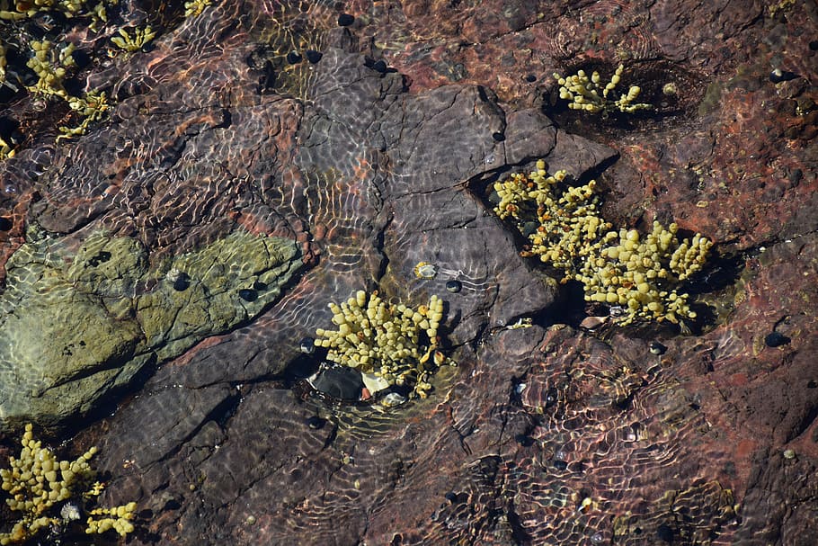 Algae, Cay, Rating, Beach, Ocean, nature, moss, rock - Object HD wallpaper