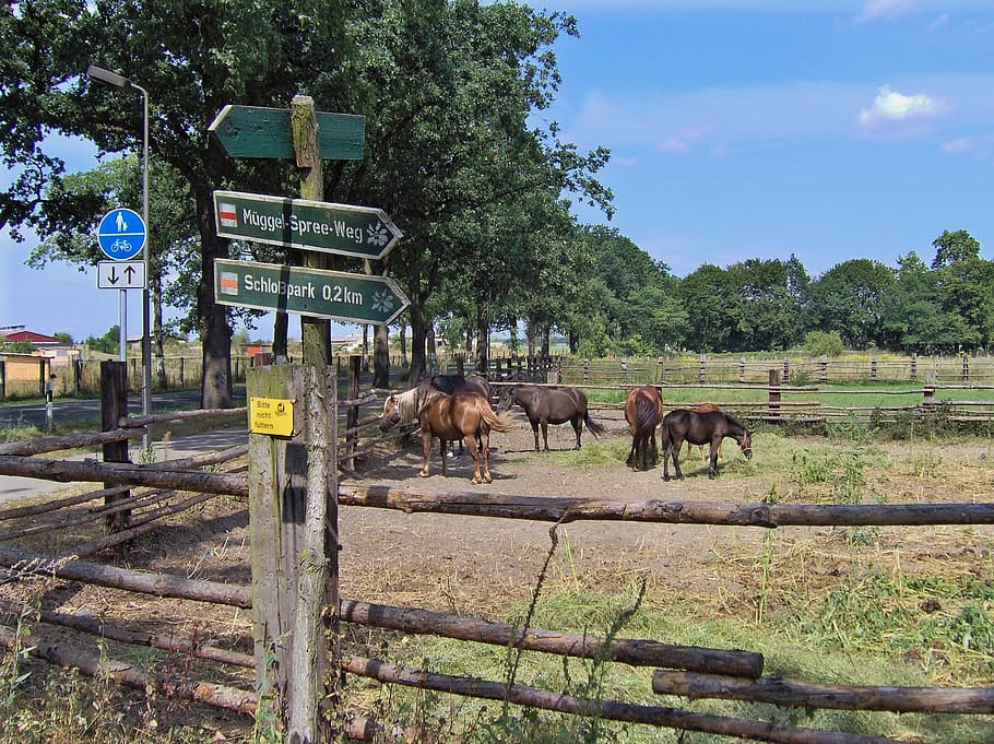 horses, paddock, graze, nature, landscape, sky blue, directory HD wallpaper