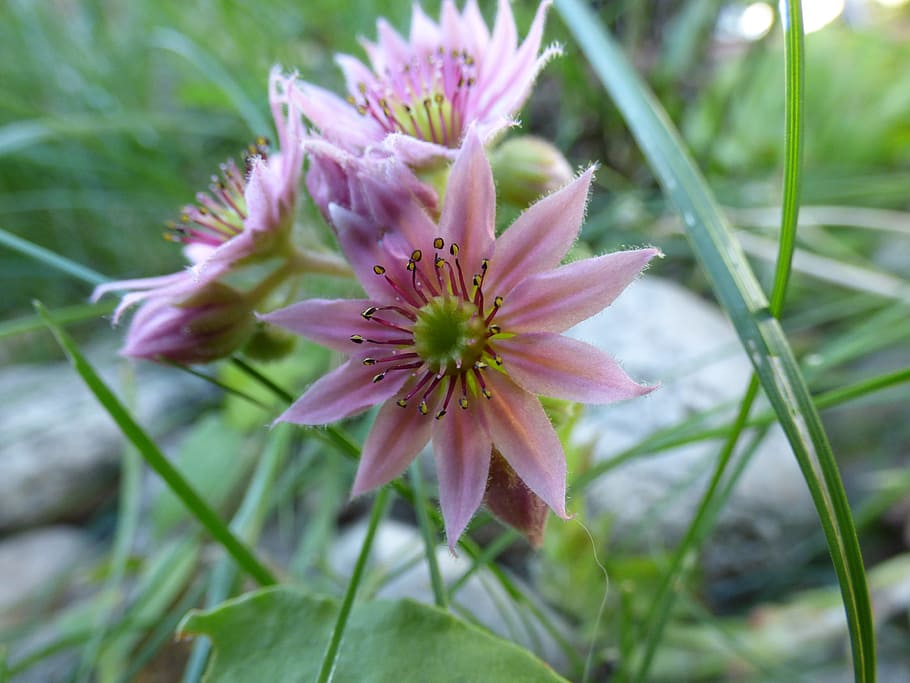 Debelets, Flower, Grass, Nature, Garden, green, out, summer HD wallpaper