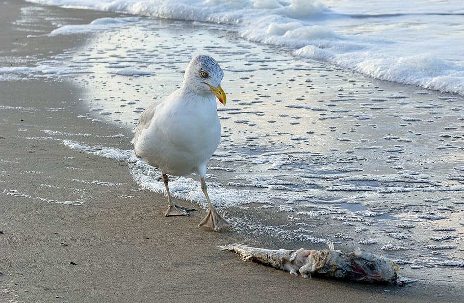 waters, sea, bird, beach, coast, animal themes, animals in the wild HD wallpaper