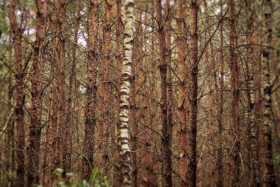 forest, trees, nature, landscape, idyllic, pine, birch, rural HD wallpaper