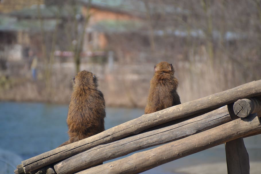 Monkey, Animal, Zoo, Climb, äffchen, nature, mammal, outdoors HD wallpaper