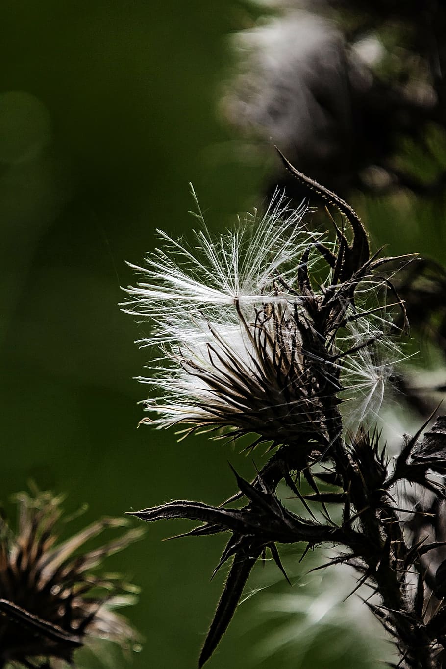 thistle, white, silver thistle, plant, prickly, flora, nature HD wallpaper